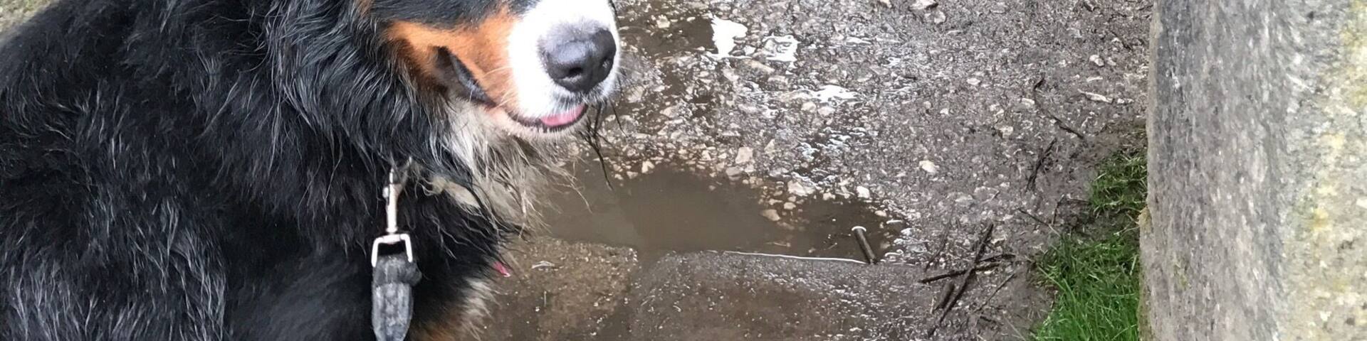 Nice walk down near lakes