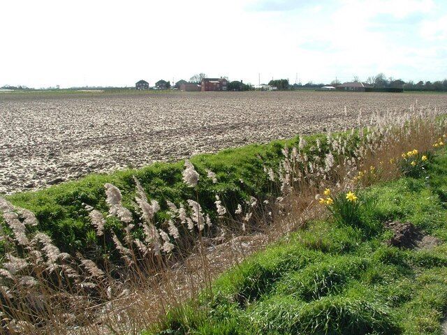Daffodils on the edge Looking south from the A52