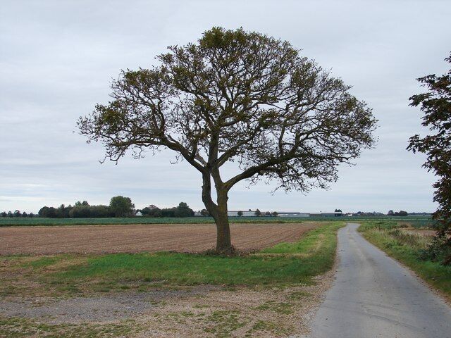 Paisaje rural con un árbol solitario al lado de un camino estrecho.