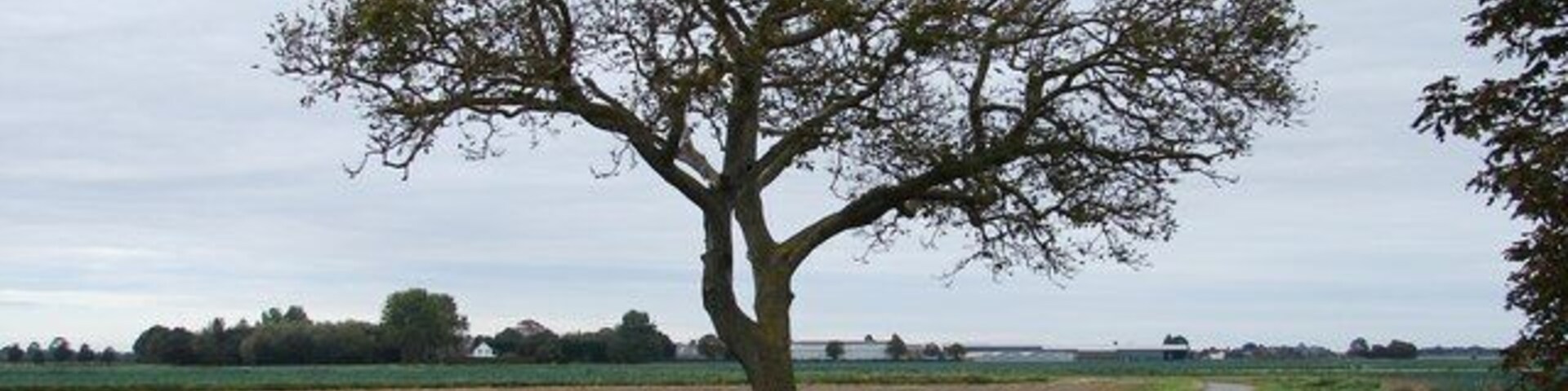 Paisaje rural con un árbol solitario al lado de un camino estrecho.