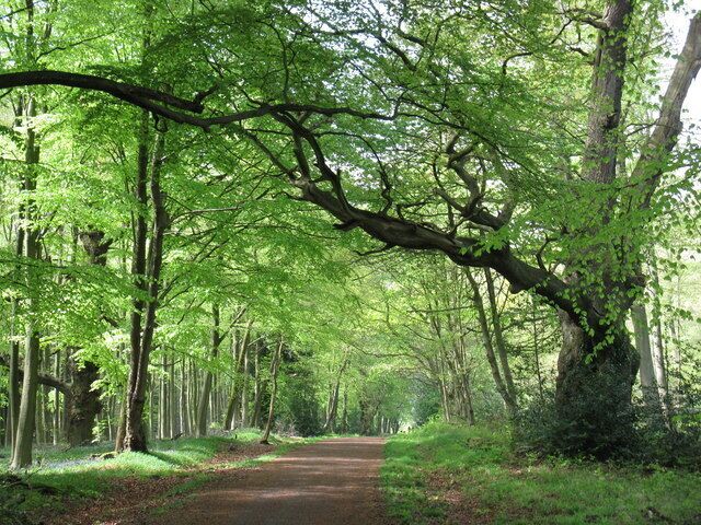 A forested path with dense green foliage and tall trees.