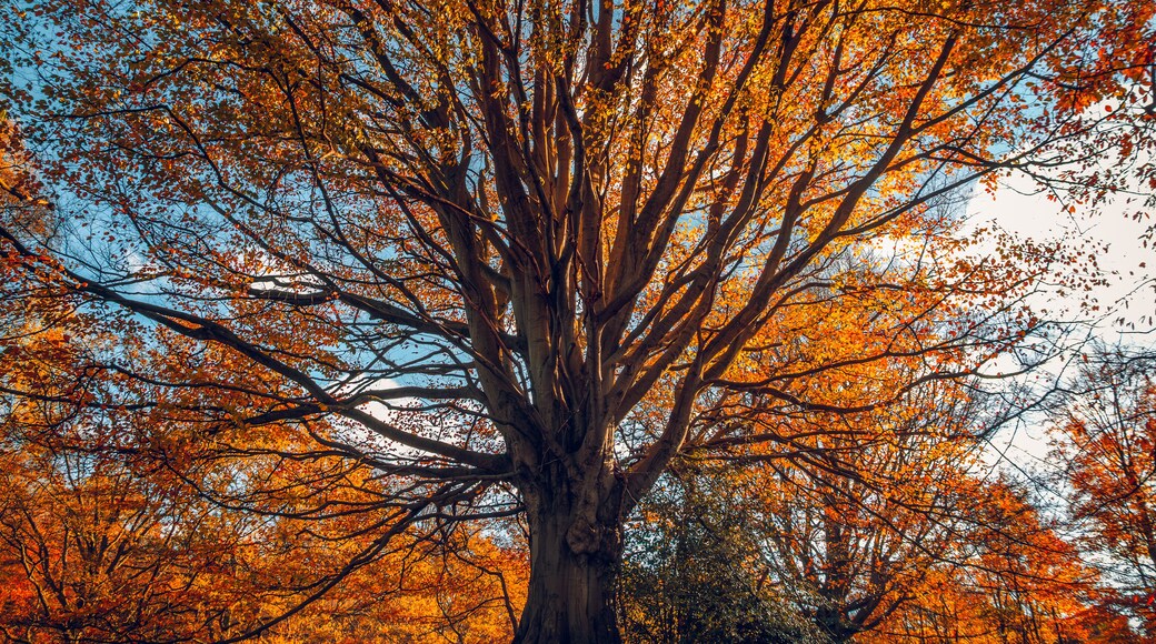 A magnificent mature beech tree with vibrant orange autumn foliage at Windsor Great Park, Berkshire, England