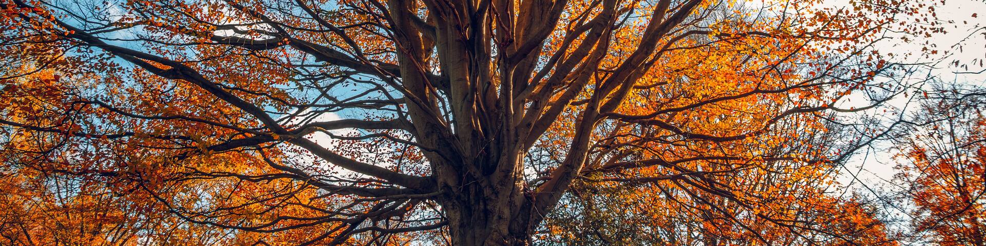 A magnificent mature beech tree with vibrant orange autumn foliage at Windsor Great Park, Berkshire, England