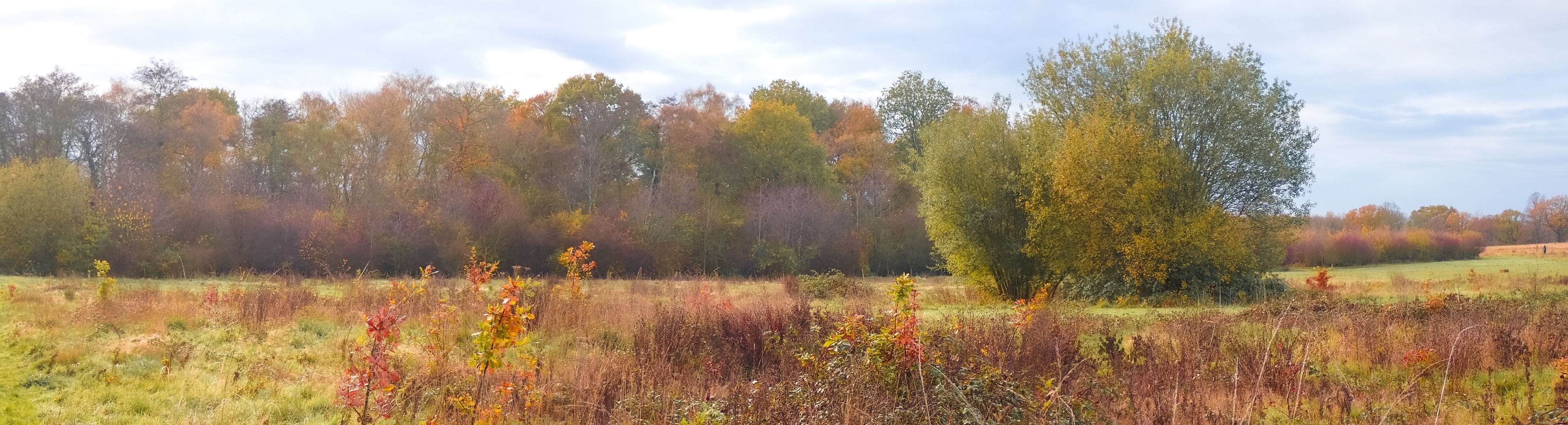 A field with autumn-colored trees and a clear sky.