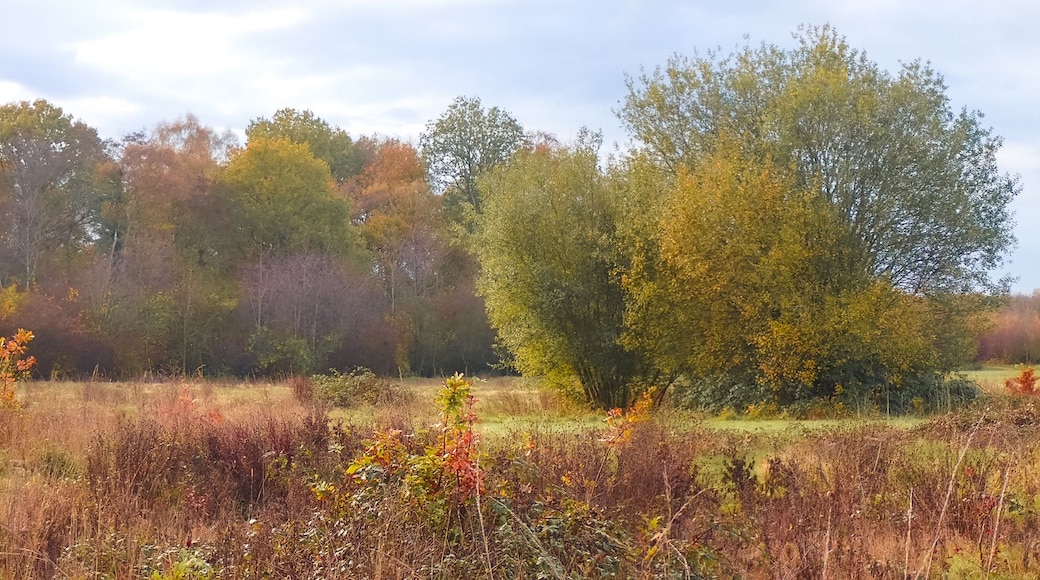 A field with autumn-colored trees and a clear sky.