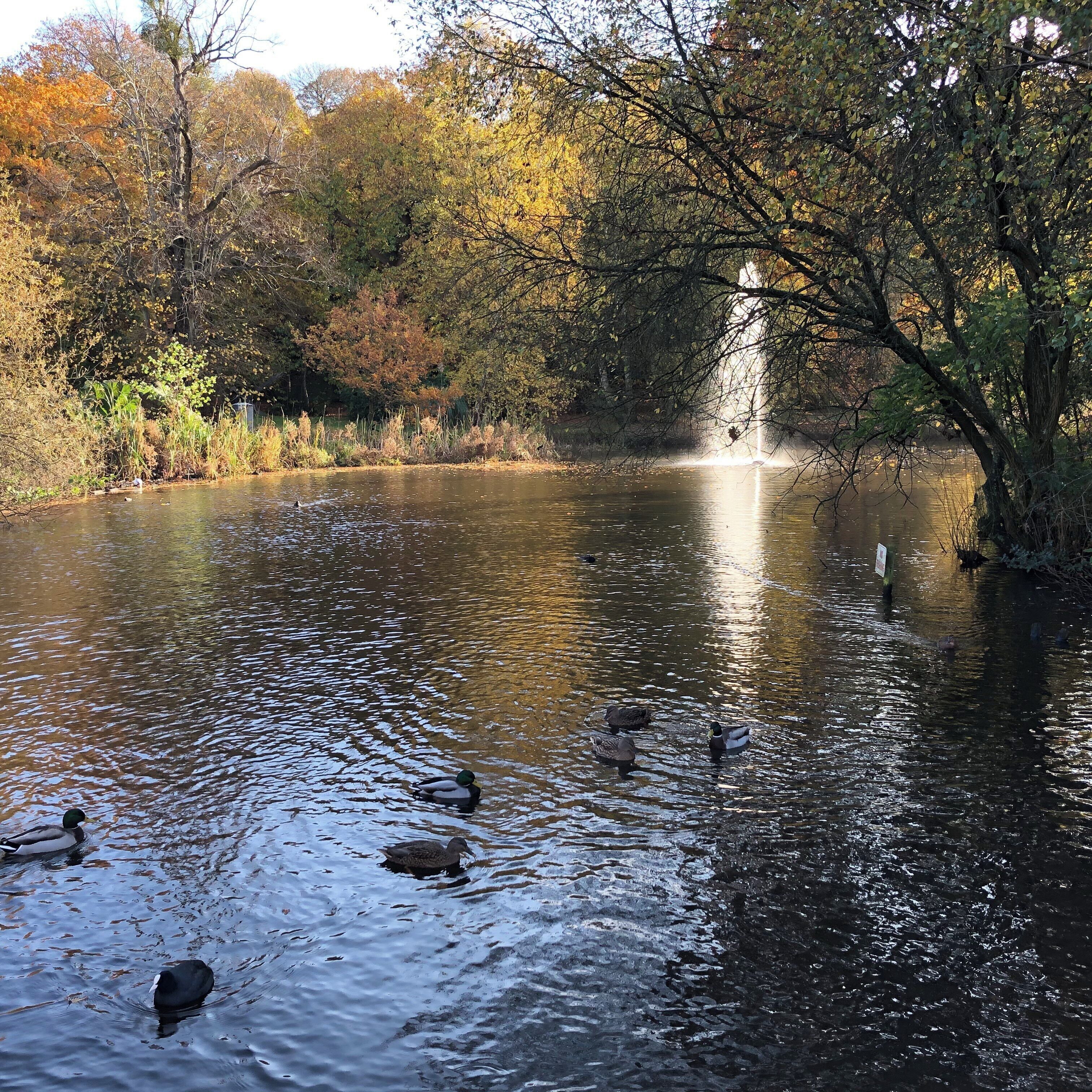 This park is so beautiful, the autumn colours and fountain really set it off.