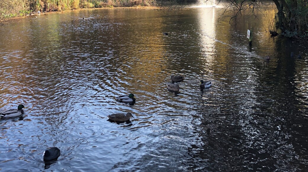 This park is so beautiful, the autumn colours and fountain really set it off.