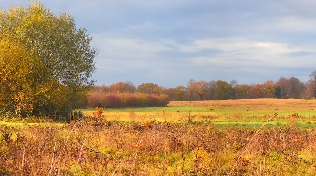 A rural landscape with rolling hills, a field, and a line of trees in the distance.