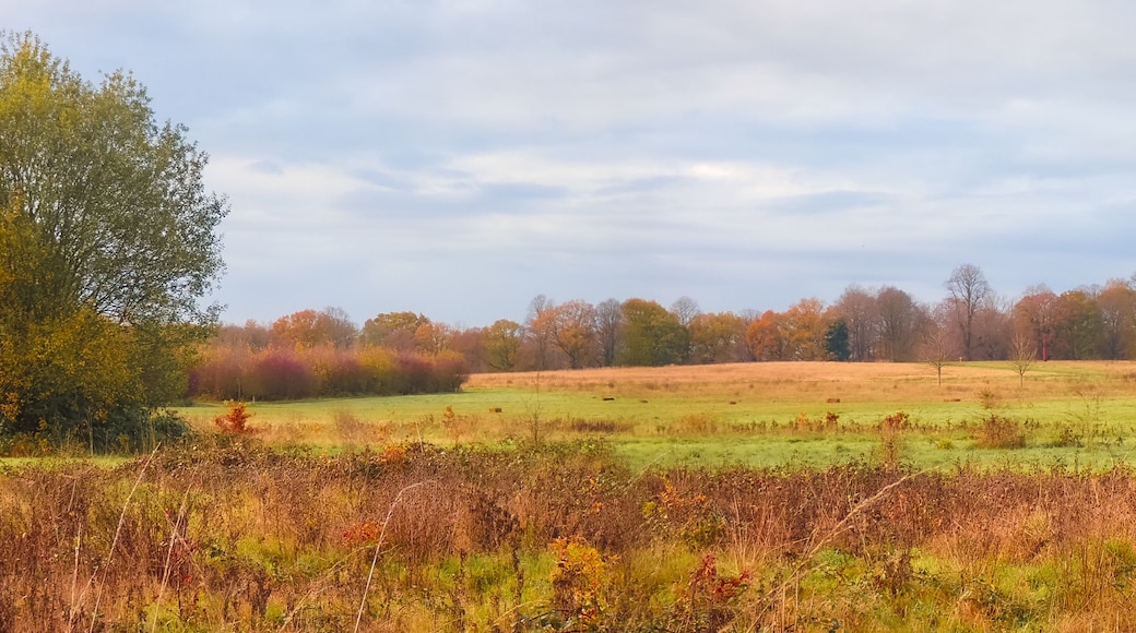 A landscape with rolling hills, a dense forest in the background, and a field in the foreground.
