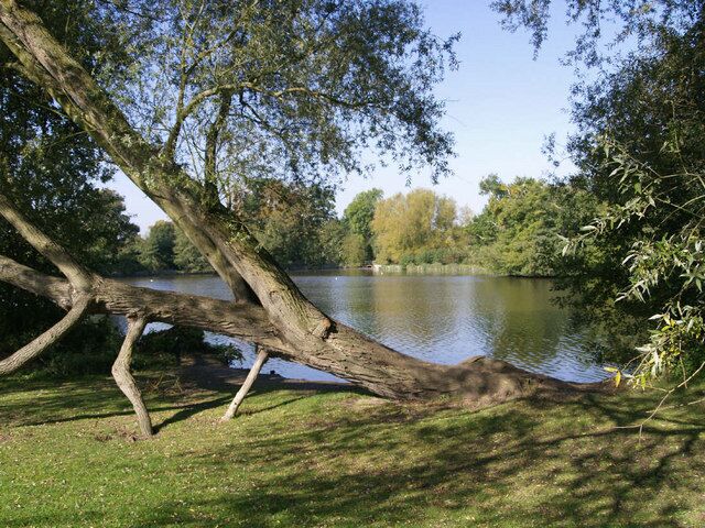Un árbol que se extiende sobre un lago tranquilo rodeado de abundante vegetación.
