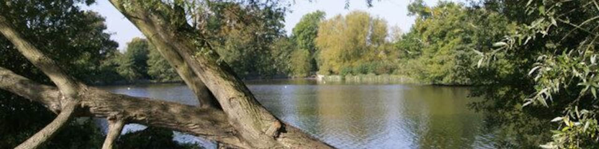 Un árbol que se extiende sobre un lago tranquilo rodeado de abundante vegetación.