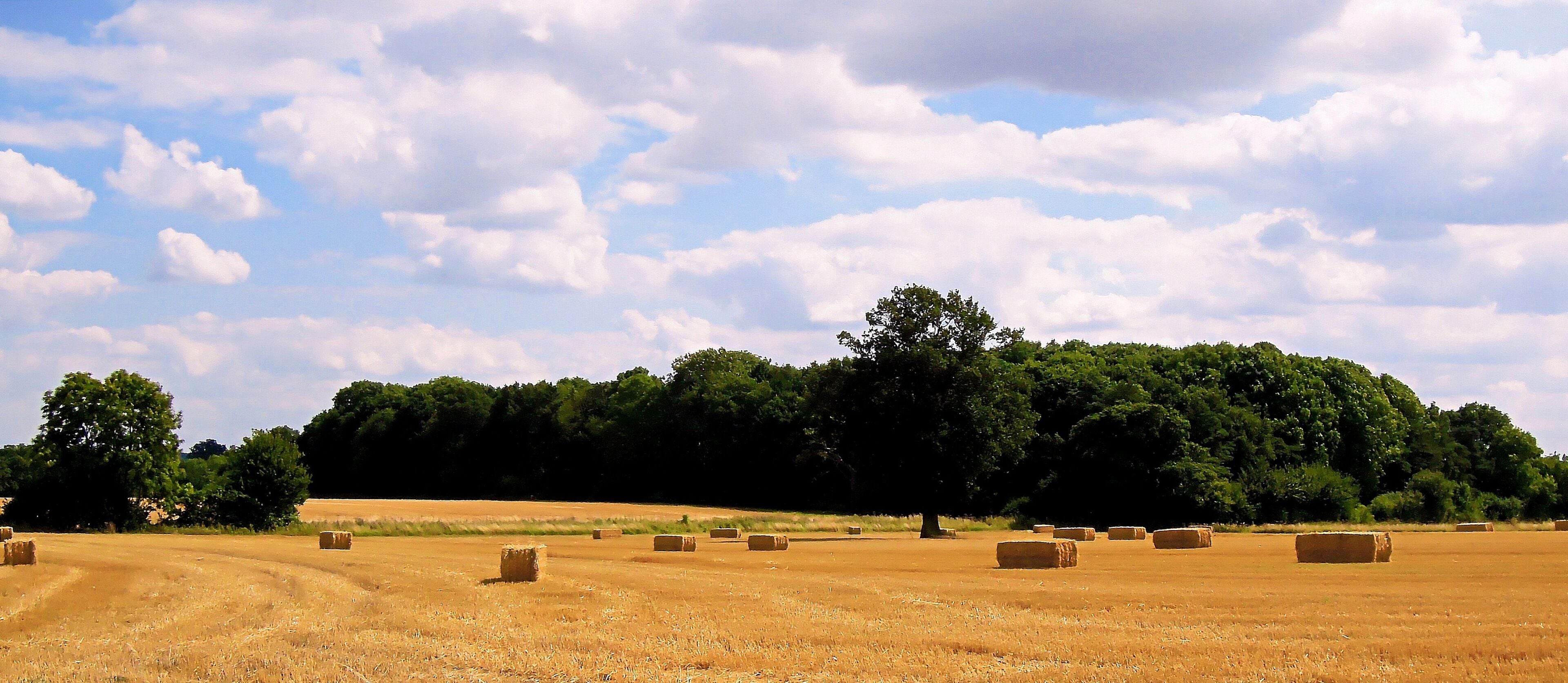 Harvest Time , Mountnessing , Essex , August 2013