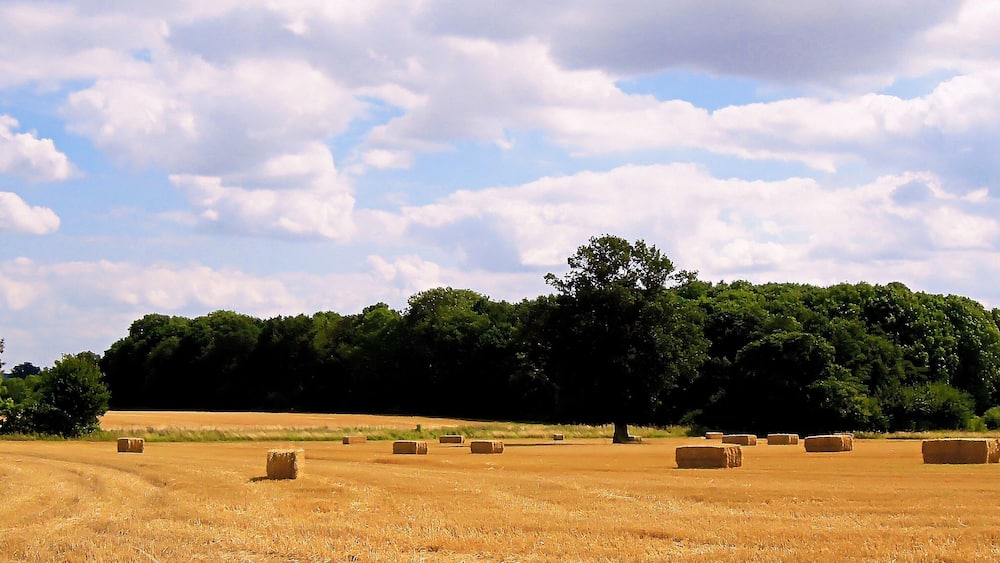 Ein Feld mit Heuballen und einer Baumreihe im Hintergrund.