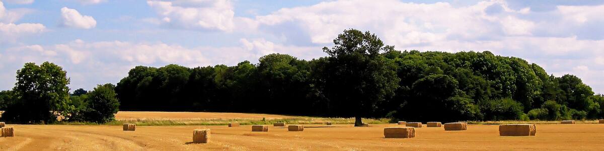 Ein Feld mit Heuballen und einer Baumreihe im Hintergrund.