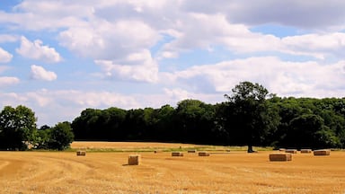 Um campo com fardos de feno e uma fileira de árvores ao fundo.