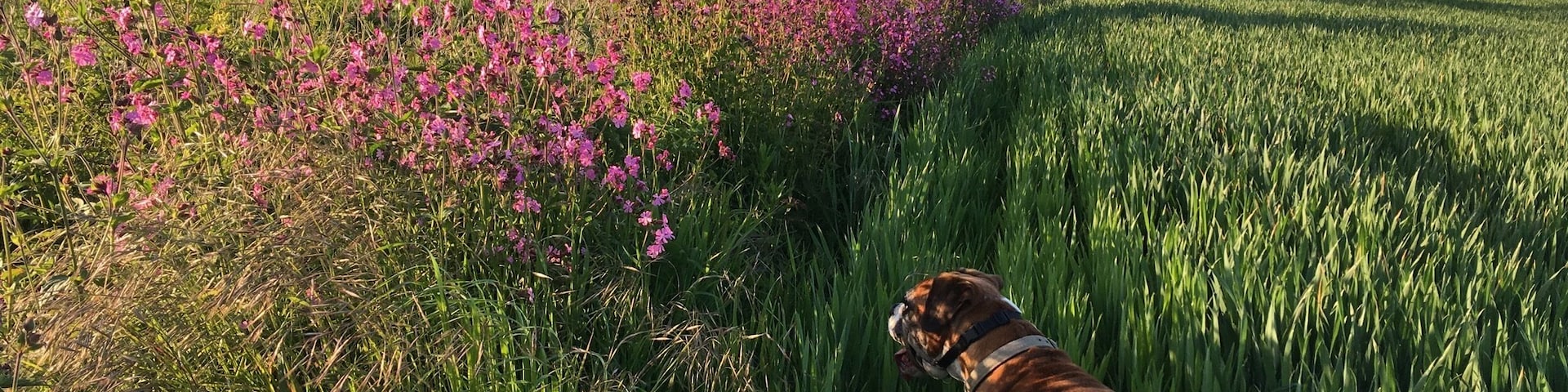 Dog walk near Hutton, Essex. The only way is...!