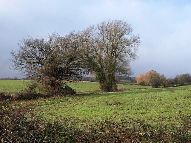 Trees near Daws Lane. From 1670314, looking to the right, up the shallow valley of a small stream towards Shovel Farm.