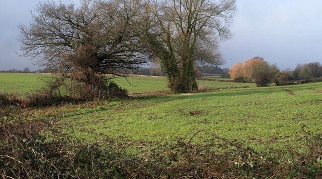 Trees near Daws Lane. From 1670314, looking to the right, up the shallow valley of a small stream towards Shovel Farm.