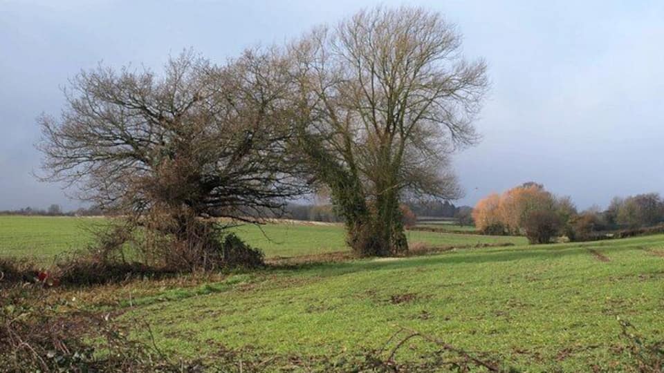 A rural landscape with a large tree in the foreground and open fields in the background.