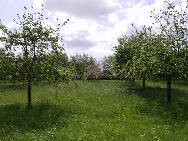 Orchard on edge of Stan Moor This orchard is beside Stanmoor Road, opposite the Stanmoor Garage.