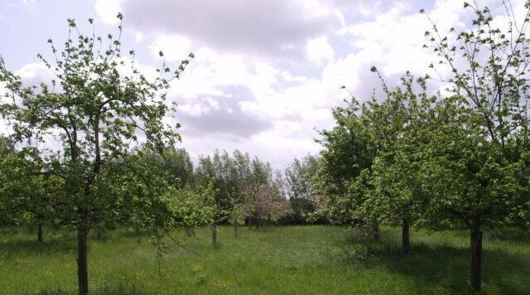 Orchard on edge of Stan Moor This orchard is beside Stanmoor Road, opposite the Stanmoor Garage.