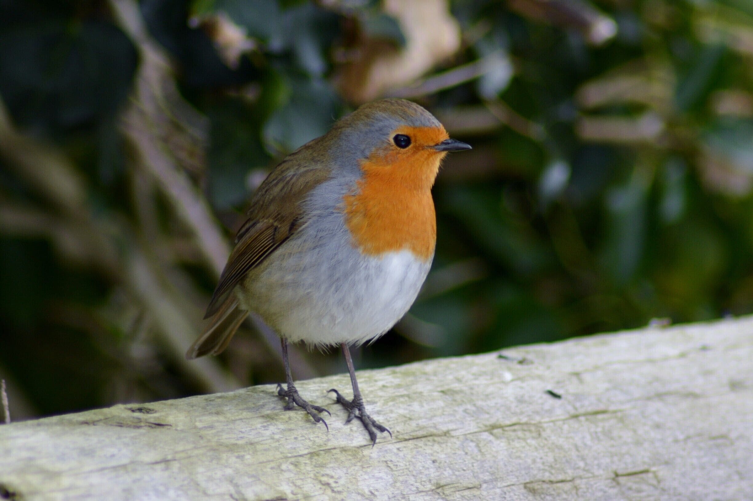 The fields here used to be arable farmland, but now they are being looked after so that they are ideal for wetland birds and other wildlife. 

they have put in structures to keep the water levels high and have created miles of new ditches and shallow water-filled gutters, and dug out numerous shallow pools or 'scrapes'. Now you can see lapwings, snipe, curlews and redshanks nesting here in summer, as well as yellow wagtails, skylarks and meadow pipits