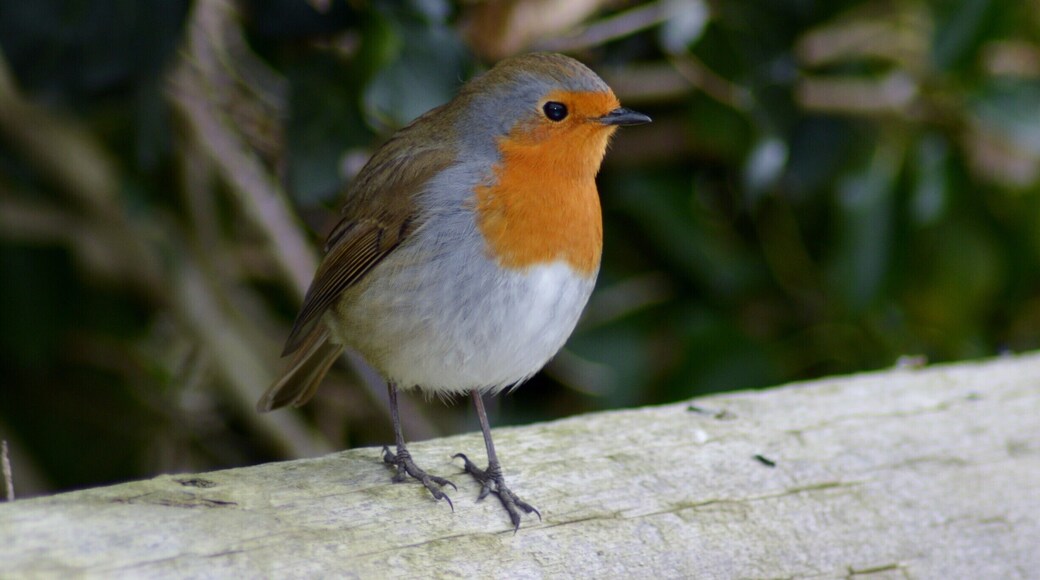The fields here used to be arable farmland, but now they are being looked after so that they are ideal for wetland birds and other wildlife.
they have put in structures to keep the water levels high and have created miles of new ditches and shallow water-filled gutters, and dug out numerous shallow pools or 'scrapes'. Now you can see lapwings, snipe, curlews and redshanks nesting here in summer, as well as yellow wagtails, skylarks and meadow pipits