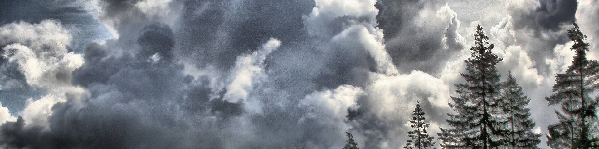 The Great Wood, Quantock, Somerset