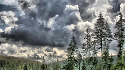 The Great Wood, Quantock, Somerset