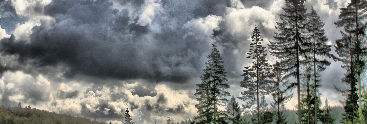 The Great Wood, Quantock, Somerset