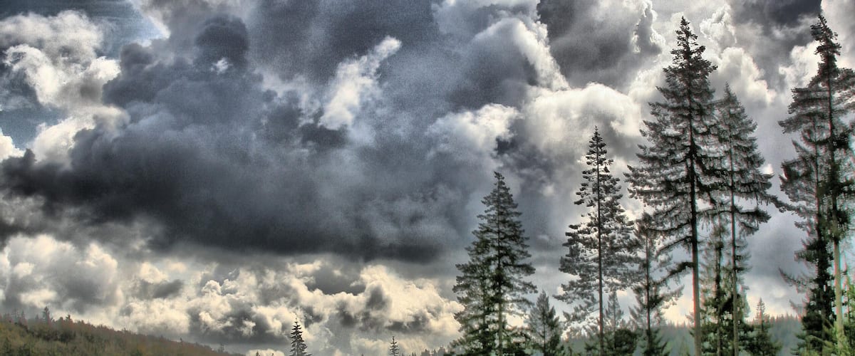 A forest with tall evergreen trees and a cloudy sky.
