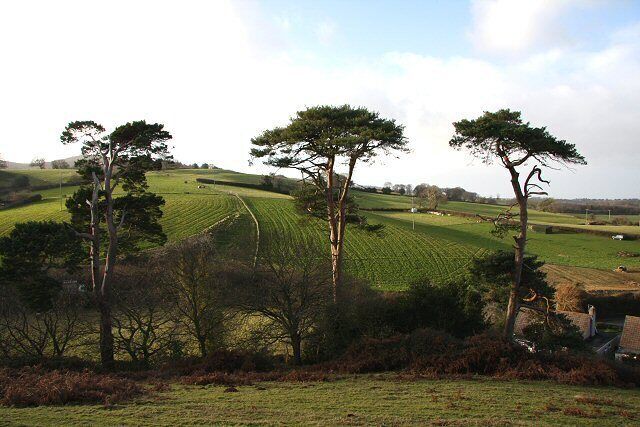 Trees by Nether Stowey Castle These trees are situated below the remains of Nether Stowey Castle.