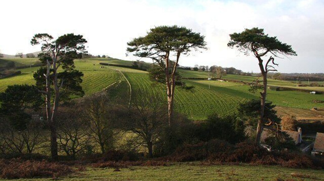 Trees by Nether Stowey Castle These trees are situated below the remains of Nether Stowey Castle.