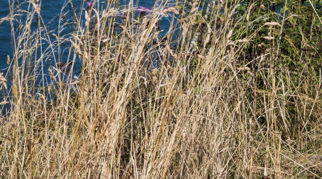 Along a nice walk through the nature reserve, this fancy-looking red-sailed boat showed up off the coast.