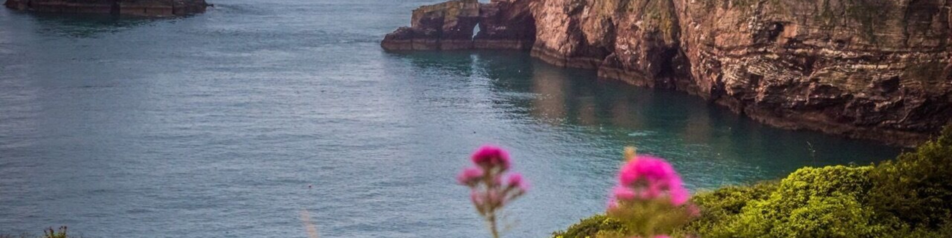 Berry Head National Nature Reserve is Torbay's most important wildlife site, with many rare plants dependent upon the thin soils, mild climate and exposed conditions of the headland. The high cliffs are home to large numbers of nesting seabirds and it is a good place to spot sea mammals. The walk also visits the two 'Napoleonic war' forts that dominate the headland, and Britain’s highest and smallest lighthouse.
If you are doing this walk in the summer you are likely to see a wide range of flowers, including orchids (8 species are found on the reserve). Feeding on these can be found 25 species of butterfly, with for many this being their first landfall after migrating across from France.
Behind the Guardhouse cafe is a viewpoint, with a coin-operated telescope. This is one of the best spots for looking at what is the largest guillemot colony on the south coast of England, nesting (March to the end of July) on the cliffs below the Southern Fort. These black and white birds (known locally as the ‘Brixham penguin’) spend most of their lives out at sea, and only come ashore during the nesting season. Their small wings mean that flying appears hard work, but to compensate they are excellent swimmers and will swim down to depths of 50m/160ft to catch fish. They lay a single egg which is very tapered to stop it rolling off the narrow cliff ledges. Once the chicks are about 20 days old, the chicks will jump (as they are at this stage unable to fly) from their ledge into the sea, and the male bird will then guide them out to sea.
The cliffs around the last part of the headland are unfenced, and so you are advised to keep children and dogs under close control. On the way you will pass the fort’s artillery store which has been converted into an information centre, with displays on the geology, wildlife and history of Berry Head. Just past here is the lookout station for Brixham coastguard and the Berry Head lighthouse. It came to be known as the smallest, highest and deepest light in the British Isles - the tower is only 5m/15ft high, requiring no further elevation than that given by the 58m/180ft high headland itself, and the optic was originally turned by the action of a weight falling down a 45m/150ft deep shaft, now made redundant by a small motor. Its white light flashes twice every 15 seconds and can be seen for 19 nautical miles. According to the nearby toposcope from here you can see over 2000 sq km/800 sq miles of sea, and on a clear day the Isle of Portland, 42 miles away on the other side of Lyme Bay, and most of the coast in between.
Situated high on these cliffs provides a good vantage point to spot passing sea mammals, with harbour porpoises being frequently sighted. In spring and autumn, many migrating birds will be passing Berry Head, and around 200 different species have been recorded either on the headland or seen from it.
#aquatrove #instone #england