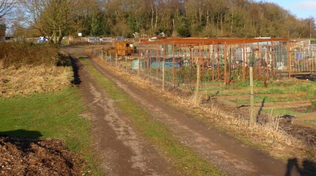 Allotments on southern slope of Lickey Hills. As viewed from the local road called Staple Flat, aptly named as it skirts "Staple Hill". In the background is a piece of ancient woodland called "Round Hill Wood".
