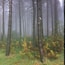 A dense forest with tall trees and moss-covered ground.