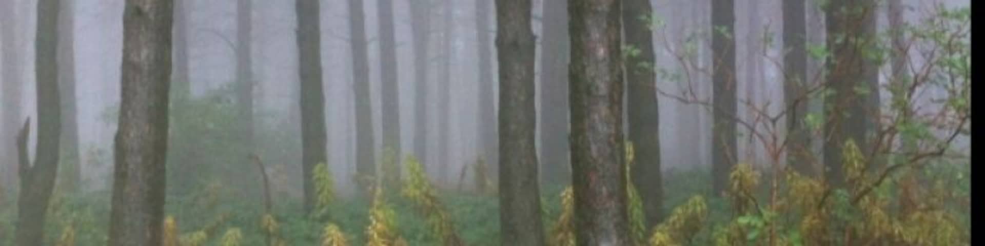 Season of Mists - Beacon Hill, Lickey