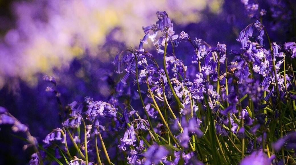 Bluebell wood near Bromsgrove West Mids