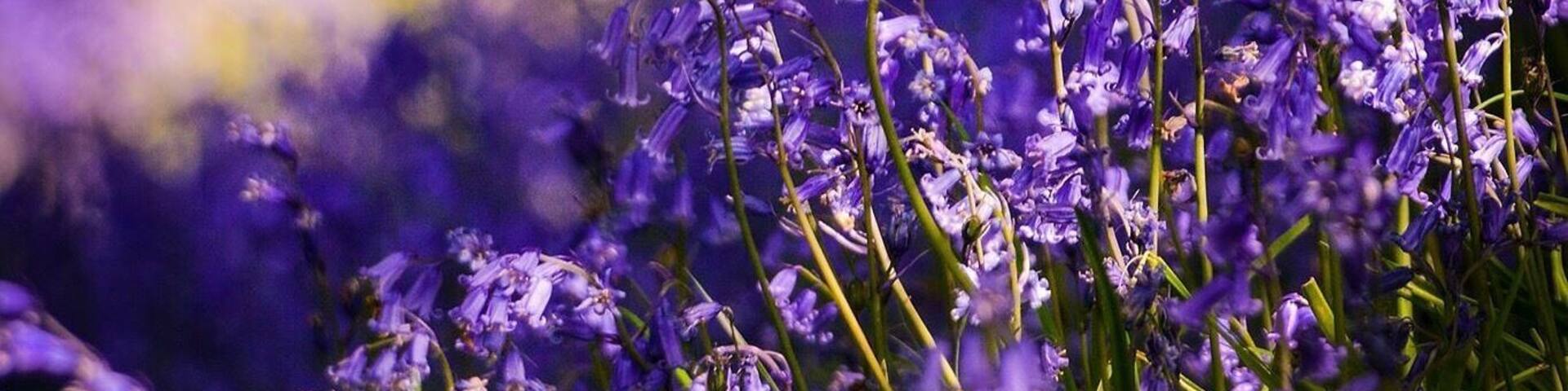 Bluebell wood near Bromsgrove West Mids