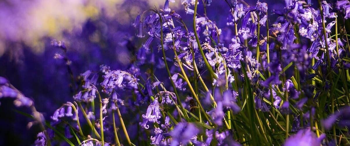A field of purple flowers with a blurred background.