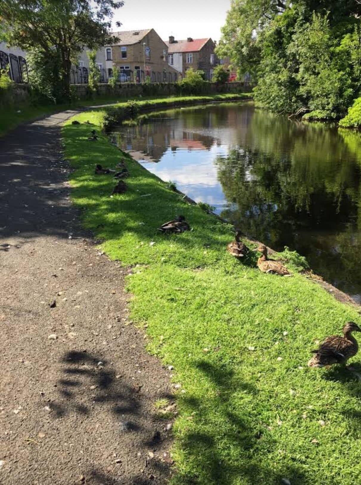 Un canal con patos, un sendero pavimentado y casas al fondo.