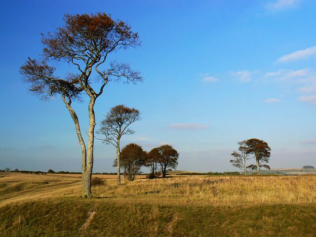 A grassy field with three trees and a clear blue sky.