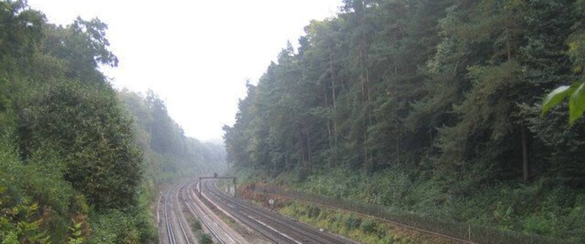 Railway tracks surrounded by dense forest.