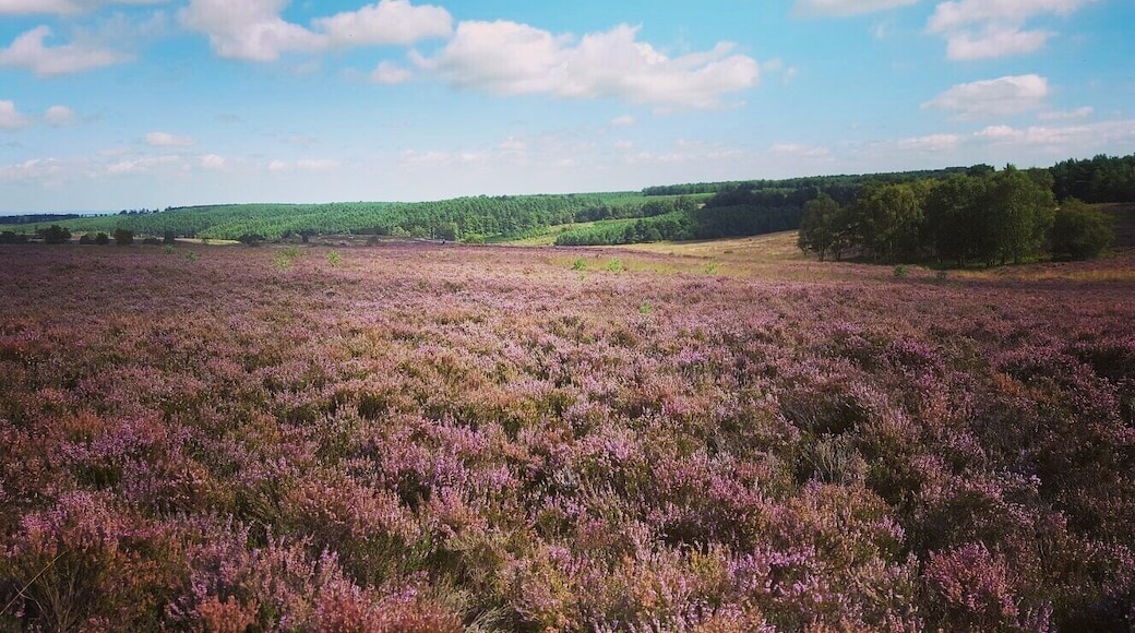 Walks in Cannock Chase