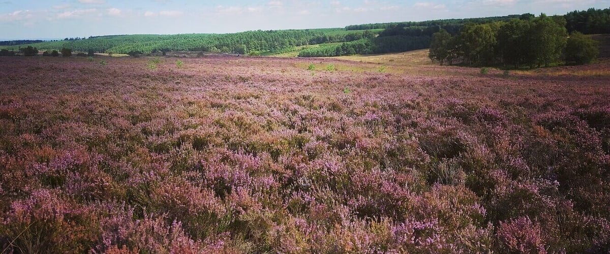 Walks in Cannock Chase