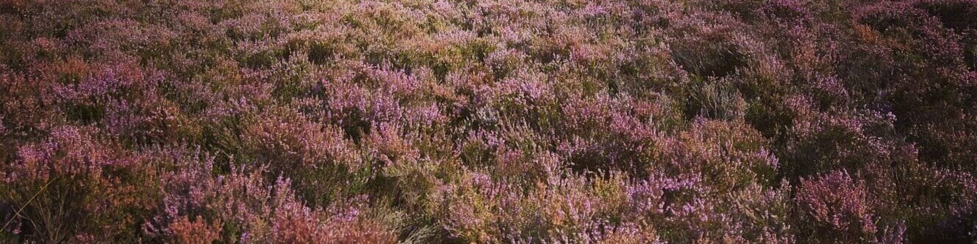 Walks in Cannock Chase