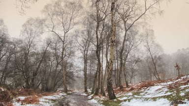 Put your walking boots on this place worth a visit - Sher brook forest, Cannock Chase is a mystical forest with a gorgeous stepping stones pool to enjoy the day.
New discovery for me.
#England #travel #hiking #nationalpark #nature #snow #urbanforest
#Parks photo challenge