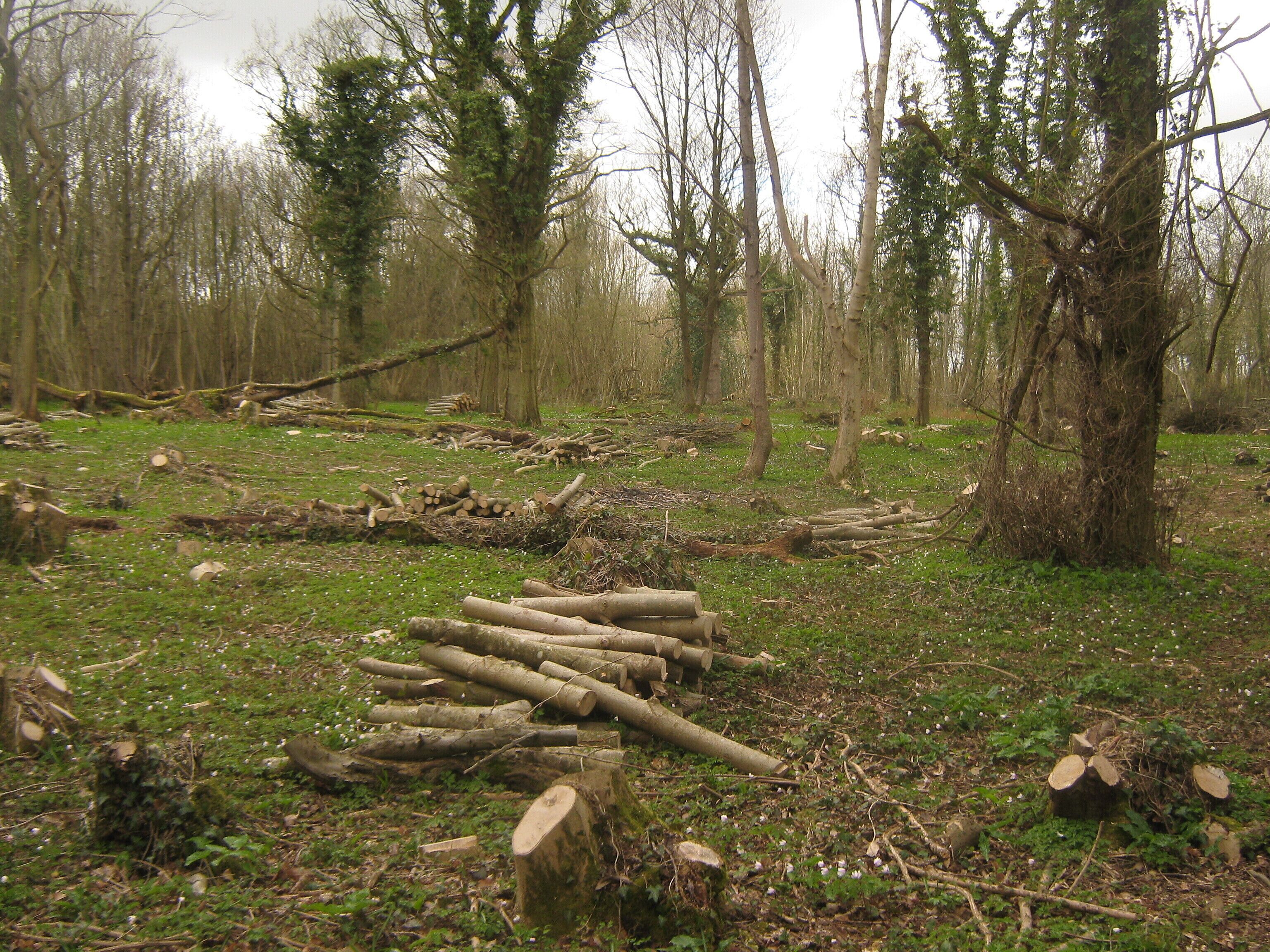Coppiced trees in Larkey Valley Wood As seen from the white trail in the wood.