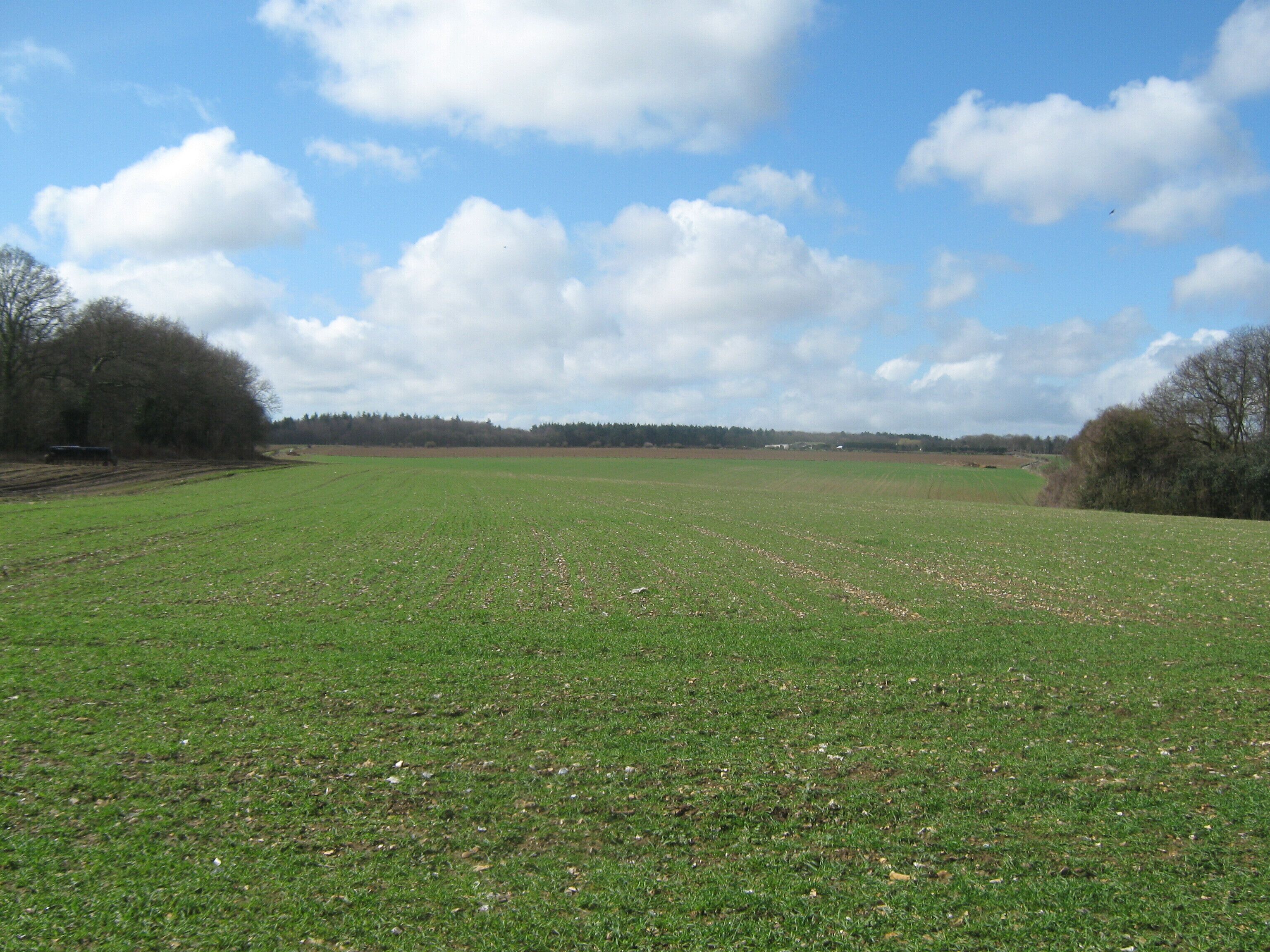Field beside Railway Hills Millfield Shaw is on the right. Red Gate Shaw is on the left. Covert Wood is in the background.